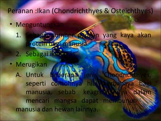 Peranan :Ikan (Chondrichthyes & Osteichthyes)
• Menguntungkan
1. Sebagai sumber pangan yang kaya akan
protein bagi manusia.
2. Sebagai ikan hias.
• Merugikan
A. Untuk beberapa jenis Chondrichthyes,
seperti contohnya hiu, berbahaya bagi
manusia, sebab keagresifannya dalam
mencari mangsa dapat membunuh
manusia dan hewan lainnya.
 