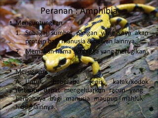 Peranan : Amphibia
• Menguntungkan
1. Sebagai sumber pangan yang kaya akan
protein bagi manusia & hewan lainnya.
2. Memakan hama serangga yang merugikan.
• Merugikan
A. Untuk beberapa jenis katak/kodok
tertentu dapat mengeluarkan racun yang
berbahaya bagi manusia maupun mahluk
hidup lainnya.
 