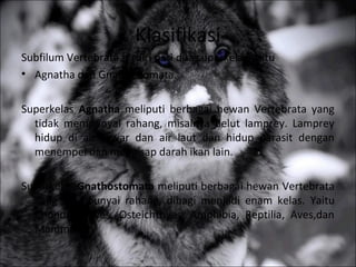 Klasifikasi
Subfilum Vertebrata terdiri dari dua superkelas yaitu
• Agnatha dan Gnathostomata.
Superkelas Agnatha meliputi berbagai hewan Vertebrata yang
tidak mempunyai rahang, misalnya belut lamprey. Lamprey
hidup di air tawar dan air laut dan hidup parasit dengan
menempel dan mengisap darah ikan lain.
Superkelas Gnathostomata meliputi berbagai hewan Vertebrata
yang mempunyai rahang, dibagi menjadi enam kelas. Yaitu
Chondrichthyes, Osteichthyes, Amphibia, Reptilia, Aves,dan
Mammalia.
 