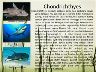 Chondrichthyes
Chondrichthyes meliputi berbagai jenis ikan bertulang rawan
yaitu berbagai hiu dan ikan pari. Karena tidak mempunyai
tulang, maka hewan ini tidak mempunyai sumsum tulang
tempat pembuatan darah merah, sehingga darah merah
dibuat di limpa dan kelenjar di sekitar organ kelamin serta
pada organ khusus yang disebut organ leidig. Selain itu ikan
ini mempunyai organ khusus lain yang disebut organ
epigonal yang berfunsi sebagai sistem imunitas/kekebalan.
Tubuhnya mempunyai 5 – 7 celah insang yang tidak
ditutupi oleh operkulum, terletak pada kedua sisi faring.
Tubuhnya dilapisi kulit yang ditutupi oleh sisik plakoid. Sisik
plakoid tersusun oleh bahan tulang yang dilapisi email,
sehingga jika kamu meraba kulit ikan Chondrichthyes akan
terasa kasar. Pada mulut ikan hiu terdapat gigi yang
merupakan modifikasi sisik yang mengalami pergantian
secara tak terbatas. Tidak semua ikan hiu bersifat predator.
Hiu putih raksasa memakan plankton dan makhluk hidup
laut kecil lainnya (filter feeder). Contoh Chondrichthyes
adalah: Chimaera sp. (ikan tikus), Eugomphodus cuvier (hiu
macan), Raja erinacea (ikan pari), dan Carcharodon
carcharias(hiu putih raksasa).
Chimaera sp. (ikan tikus)
Carcharodon carcharias
(hiu putih raksasa)
Raja erinacea (ikan pari)
 