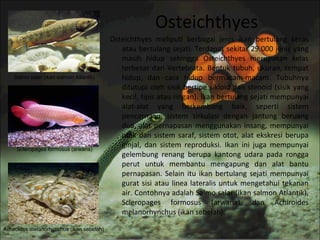 Osteichthyes
Osteichthyes meliputi berbagai jenis ikan bertulang keras
atau bertulang sejati. Terdapat sekitar 29.000 jenis yang
masih hidup sehingga Osteichthyes merupakan kelas
terbesar dari Vertebrata. Bentuk tubuh, ukuran, tempat
hidup, dan cara hidup bermacam-macam. Tubuhnya
ditutupi oleh sisik bertipe sikloid dan stenoid (sisik yang
kecil, tipis atau ringan). Ikan bertulang sejati mempunyai
alat-alat yang berkembang baik, seperti sistem
pencernaan, sistem sirkulasi dengan jantung beruang
dua, alat pernapasan menggunakan insang, mempunyai
otak dan sistem saraf, sistem otot, alat ekskresi berupa
ginjal, dan sistem reproduksi. Ikan ini juga mempunyai
gelembung renang berupa kantong udara pada rongga
perut untuk membantu mengapung dan alat bantu
pernapasan. Selain itu ikan bertulang sejati mempunyai
gurat sisi atau linea lateralis untuk mengetahui tekanan
air. Contohnya adalah Salmo salar (ikan salmon Atlantik),
Scleropages formosus (arwana), dan Achiroides
melanorhynchus (ikan sebelah).
Salmo salar (ikan salmon Atlantik)
Scleropages formosus (arwana)
Achiroides melanorhynchus (ikan sebelah)
 