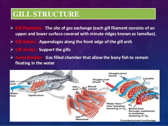 Breathing Organs Of Different Animals Ppt / How Do Different Animals