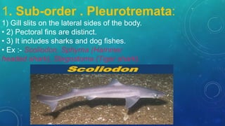 1. Sub-order . Pleurotremata:
1) Gill slits on the lateral sides of the body.
• 2) Pectoral fins are distinct.
• 3) It includes sharks and dog fishes.
• Ex :- Scoliodon, Sphyrna (Hammer
headed shark), Stegostoma (Tiger shark).
 