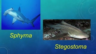 Sphyrna
Stegostoma
 