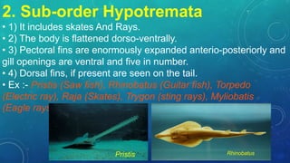 2. Sub-order Hypotremata
• 1) It includes skates And Rays.
• 2) The body is flattened dorso-ventrally.
• 3) Pectoral fins are enormously expanded anterio-posteriorly and
gill openings are ventral and five in number.
• 4) Dorsal fins, if present are seen on the tail.
• Ex :- Pristis (Saw fish), Rhinobatus (Guitar fish), Torpedo
(Electric ray), Raja (Skates), Trygon (sting rays), Myliobatis
(Eagle rays)
Pristis Rhinobatus
 