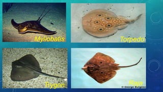 Myliobatis Torpedo
RajaTrygon
 