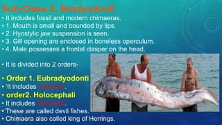 Sub-Class 2; Bradyodonti
• It includes fossil and modern chimaeras.
• 1. Mouth is small and bounded by lips.
• 2. Hyostylic jaw suspension is seen.
• 3. Gill opening are enclosed in boneless operculum.
• 4. Male possesses a frontal clasper on the head.
• It is divided into 2 orders-
• Order 1. Eubradyodonti
• ‘It includes ‘Helodus’.
• order2. Holocephali
• It includes Chimaera.
• These are called devil fishes.
• Chimaera also called king of Herrings.
 