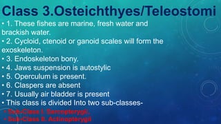 Class 3.Osteichthyes/Teleostomi
• 1. These fishes are marine, fresh water and
brackish water.
• 2. Cycloid, ctenoid or ganoid scales will form the
exoskeleton.
• 3. Endoskeleton bony.
• 4. Jaws suspension is autostylic
• 5. Operculum is present.
• 6. Claspers are absent
• 7. Usually air bladder is present
• This class is divided Into two sub-classes-
• Sub-Class I. Sarcopterygii,
• Sub-Class II. Actinopterygii
 