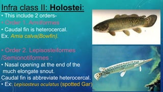 Infra class II: Holostei:
• This include 2 orders-
• Order 1. Amiiformes
• Caudal fin is heterocercal.
Ex. Amia calva(Bowfin).
• Order 2. Lepisosteiformes
/Semionotiformes :
• Nasal opening at the end of the
much elongate snout.
Caudal fin is abbreviate heterocercal.
• Ex: Lepisosteus oculatus (spotted Gar).
 