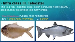 • Infra class III. Teleostei :
This is a very important super order. It includes nearly 25,000
species.They are divided into many orders.
• Order I. Clupeiformes : Caudal fin is homocercàl.
• Ex: 1. Hilsa ilisha (Herrings). 2. Salmon
 