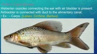 • Order 2. Cypriniformes:
Weberian ossicles connecting the ear with air bladder is present.
Airbladder is connected with duct to the alimentary canal.
• Ex : - Carps. (Labeo, Cirrhina, Barbus).
 