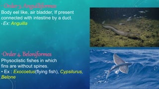 • Order 3. Anguilliformes
Body eel like, air bladder, If present
connected with intestine by a duct.
• Ex: Anguilla
•Order 4. Beloniformes
Physoclistic fishes in which
fins are without spines.
• Ex : Exocoetus(flying fish), Cypsilurus,
Belone
 