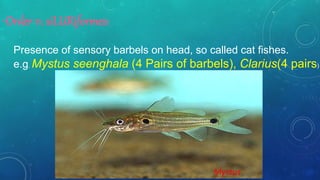•Order 11. siLURiformes:
Presence of sensory barbels on head, so called cat fishes.
e.g. Mystus seenghala (4 Pairs of barbels), Clarius(4 pairs)
Mystus
 