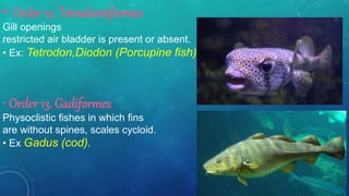 • Order 12. Tetradontiformes
Gill openings
restricted air bladder is present or absent.
• Ex: Tetrodon,Diodon (Porcupine fish).
• Order 13. Gadiformes
Physoclistic fishes in which fins
are without spines, scales cycloid.
• Ex Gadus (cod).
 