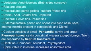 • Vertebrae- Amphicoelous (Both sides concave)
• Ribs are present
• Pectoral and pelvic girdles- support Paired fins
• Dorsal, Anal, Caudal fins- Unpaired
• Pectoral, Pelvic fins- Paired fins
• External nostrils- paired and opens into blind nasal sacs,
Internal nostrils present in osteolepids and Dipnoi
• Coelom consists of small- Pericardial cavity and larger
Pleuroperitoneal cavity contain all viscera except kidneys, Two
are separated by Septum transversum
• Dentition- Homodont, Acrodont, Polyphyodont
• Spiral valve in intestine- increases absorptive area
 