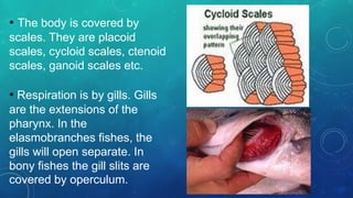 • The body is covered by
scales. They are placoid
scales, cycloid scales, ctenoid
scales, ganoid scales etc.
• Respiration is by gills. Gills
are the extensions of the
pharynx. In the
elasmobranches fishes, the
gills will open separate. In
bony fishes the gill slits are
covered by operculum.
 