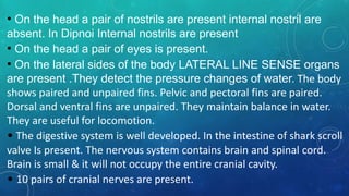 • On the head a pair of nostrils are present internal nostril are
absent. In Dipnoi Internal nostrils are present
• On the head a pair of eyes is present.
• On the lateral sides of the body LATERAL LINE SENSE organs
are present .They detect the pressure changes of water. The body
shows paired and unpaired fins. Pelvic and pectoral fins are paired.
Dorsal and ventral fins are unpaired. They maintain balance in water.
They are useful for locomotion.
• The digestive system is well developed. In the intestine of shark scroll
valve Is present. The nervous system contains brain and spinal cord.
Brain is small & it will not occupy the entire cranial cavity.
• 10 pairs of cranial nerves are present.
 