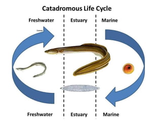 Locomotion in fishes has been classified into three types: Anguilliform ...