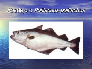 Abadejo o Polliachus polliachus
 