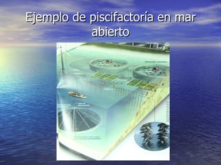 Ejemplo de piscifactoría en mar
           abierto
 