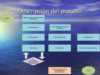 Descripción del proceso
           1.Suministro de huevos y
Inicio
 Inicio    Suministro de huevos y juveniles
                     juveniles




                                              3´Incubación huevos
                   2.Transporte
                                                    propios




                   3.Recepción                  4.Aclimatación           5.Siembra




                     6.Cultivo                    7.Cosecha         8 .Venta compradores




                       6´.
                     Manejo
                  Alimentación
                   Ecosistema




                                              9 .Suministración y
                                                   transporte a             Fin
                                                  compradores
 