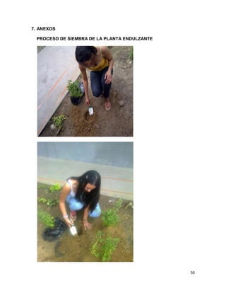 7. ANEXOS
PROCESO DE SIEMBRA DE LA PLANTA ENDULZANTE

50

 