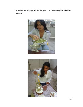 2. PONER A SECAR LAS HOJAS Y LUEGO DE 2 SEMANAS PROCEDER A
MOLER

54

 