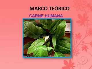 MARCO TEÓRICO 
CARNE HUMANA 
 