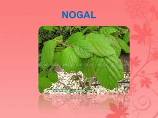 NOGAL 
 