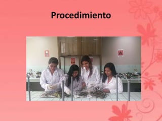 Procedimiento 
 