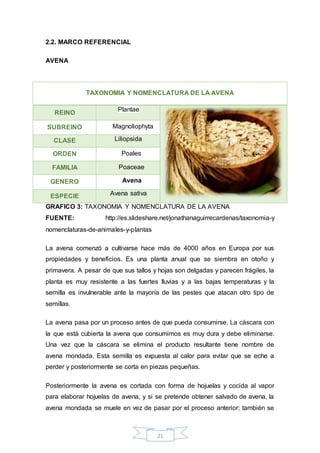 TAXONOMIA Y NOMENCLATURA DE LA AVENA 
21 
2.2. MARCO REFERENCIAL 
AVENA 
REINO 
Plantae 
SUBREINO 
Magnoliophyta 
CLASE Liliopsida 
ORDEN 
Poales 
FAMILIA 
Poaceae 
GENERO 
Avena 
ESPECIE Avena sativa 
GRAFICO 3: TAXONOMIA Y NOMENCLATURA DE LA AVENA 
FUENTE: http://es.slideshare.net/jonathanaguirrecardenas/taxonomia-y 
nomenclaturas-de-animales-y-plantas 
La avena comenzó a cultivarse hace más de 4000 años en Europa por sus 
propiedades y beneficios. Es una planta anual que se siembra en otoño y 
primavera. A pesar de que sus tallos y hojas son delgadas y parecen frágiles, la 
planta es muy resistente a las fuertes lluvias y a las bajas temperaturas y la 
semilla es invulnerable ante la mayoría de las pestes que atacan otro tipo de 
semillas. 
La avena pasa por un proceso antes de que pueda consumirse. La cáscara con 
la que está cubierta la avena que consumimos es muy dura y debe eliminarse. 
Una vez que la cáscara se elimina el producto resultante tiene nombre de 
avena mondada. Esta semilla es expuesta al calor para evitar que se eche a 
perder y posteriormente se corta en piezas pequeñas. 
Posteriormente la avena es cortada con forma de hojuelas y cocida al vapor 
para elaborar hojuelas de avena, y si se pretende obtener salvado de avena, la 
avena mondada se muele en vez de pasar por el proceso anterior; también se 
 