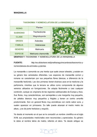 TAXONOMIA Y NOMENCLATURA DE LA MANZANILLA 
ESPECIE Matricaria chamomilla 
31 
MANZANILLA 
REINO 
Plantae 
SUBREINO Tracheobionta 
CLASE Magnoliopsida 
ORDEN Asterales 
FAMILIA Asteraceae 
GENERO Matricaria 
GRAFICO 7: TAXONOMIA Y NOMENCLATURA DE LA MANZANILLA 
FUENTE: http://es.slideshare.net/jonathanaguirrecardenas/taxonomia-y-nomenclaturas- 
de-animales-y-plantas 
La manzanilla o camomila es una hierba que suele crecer silvestre, y existen en 
su género tres variedades diferentes. Las especies de manzanilla común y 
romana se caracterizan por sus pequeñas flores blancas, a diferencia de la 
manzanilla hedionda. Las dos primeras tienen diversos usos en la medicina y la 
perfumería, mientras que la tercera se utiliza como componente de algunos 
venenos utilizados en fumigaciones. Se adapta fácilmente a casi cualquier 
condición, aunque es originaria de las regiones subtropicales de Europa y Asia. 
Sus flores, muy características, son semejantes a una margarita muy pequeña, 
de pétalos blancos muy pequeños y frágiles y tienen un centro amarillo 
predominante. Son en general flores muy aromáticas con cierto sabor acre, y 
suelen aparecer en primavera. Su tallo puede alcanzar el medio metro de 
altura, y es de porte herbáceo y erguido. 
Ya desde el momento en el que se le concedió un nombre científico en el siglo 
XVIII, sus propiedades medicinales eran reconocidas y apreciadas. Su género 
lo debe al nombre latino de matriz, referido al útero. Ya desde antiguo se 
 
