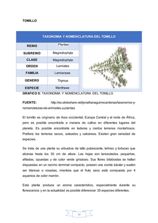 TAXONOMIA Y NOMENCLATURA DEL TOMILLO 
34 
TOMILLO 
REINO Plantae 
SUBREINO Magnoliophyta 
CLASE Magnoliophyta 
ORDEN Lamiales 
FAMILIA Lamiaceae 
GENERO Thymus 
ESPECIE Mentheae 
GRAFICO 8: TAXONOMIA Y NOMENCLATURA DEL TOMILLO 
FUENTE: http://es.slideshare.net/jonathanaguirrecardenas/taxonomia-y-nomenclaturas- 
de-animales-y-plantas 
El tomillo es originario de Asia occidental, Europa Central y el norte de África, 
pero es posible encontrarla a manera de cultivo en diferentes lugares del 
planeta. Es posible encontrarla en laderas y ciertos terrenos montañosos. 
Prefiere los terrenos secos, soleados y calcáreos. Existen gran variedad de 
especies. 
Se trata de una planta su arbustiva de tallo pubescente, leñoso y tortuoso que 
alcanza hasta los 30 cm de altura. Las hojas son lanceoladas, pequeñas, 
afiladas, opuestas y de color verde grisáceo. Sus flores bilabiadas se hallan 
dispuestas en un racimo terminal compacto, poseen una corola tubular y suelen 
ser blancas o rosadas, mientras que el fruto seco está compuesto por 4 
aquenios de color marrón. 
Esta planta produce un aroma característico, especialmente durante su 
florescencia y en la actualidad es posible diferenciar 35 especies diferentes. 
 