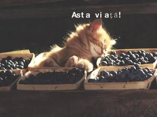Asta viaţă! 