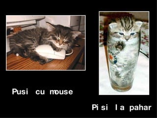 Pisi la pahar Pusi cu mouse 
