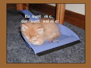 Eu sunt mic,  dar sunt voinic! 