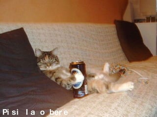 Pisi  la o  bere 