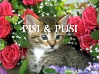 PISI & PUSI 