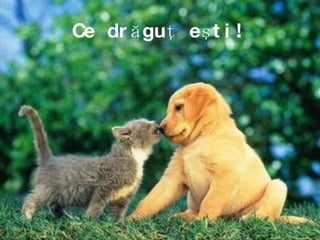 Ce drăguţ eşti! 