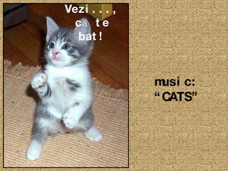 Vezi..., că te bat! music:  “ CATS ” 