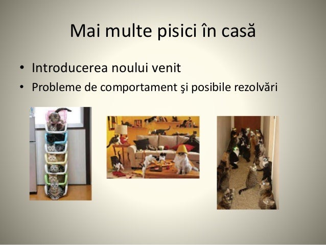 Pisica