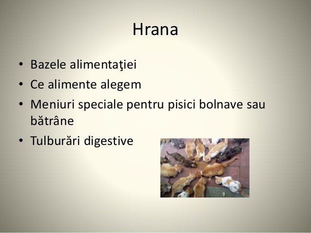 Pisica