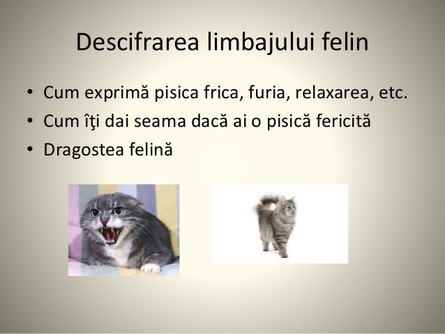 Pisica
