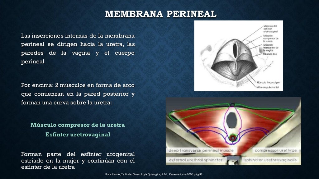 anatomia de piso pelvico, musculo elevador del ano