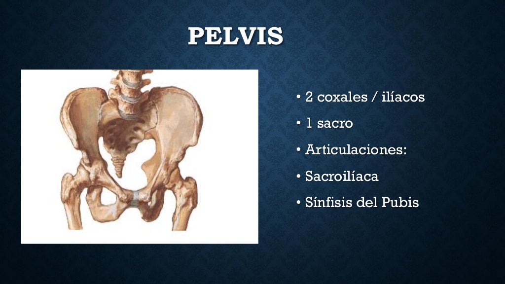 anatomia de piso pelvico, musculo elevador del ano