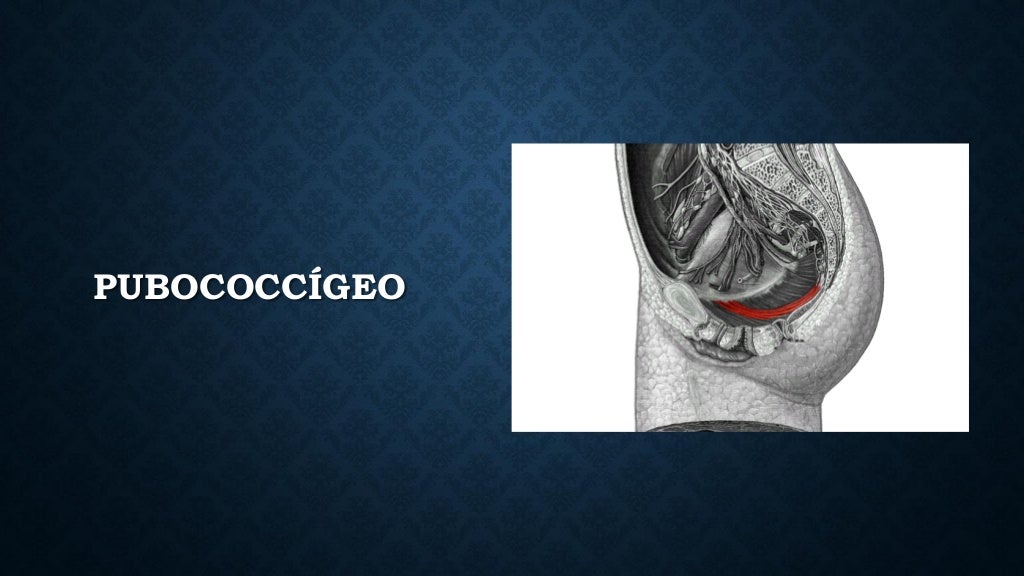 anatomia de piso pelvico, musculo elevador del ano