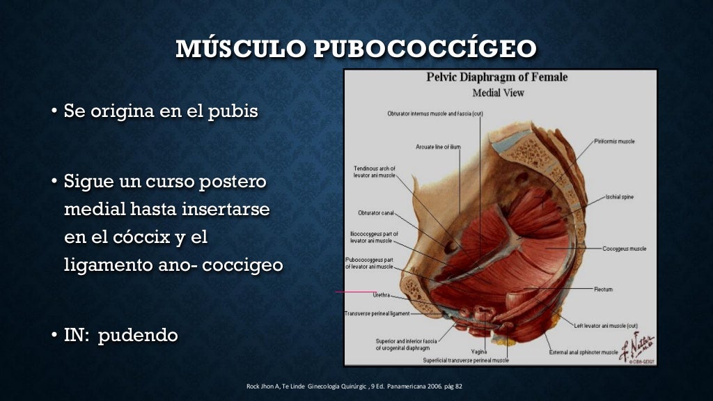 anatomia de piso pelvico, musculo elevador del ano