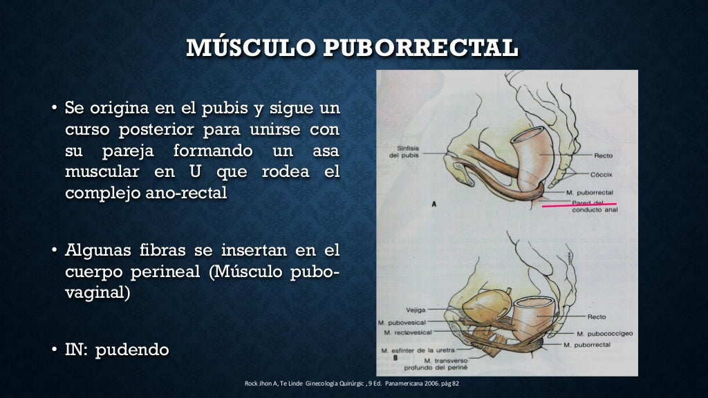 anatomia de piso pelvico, musculo elevador del ano