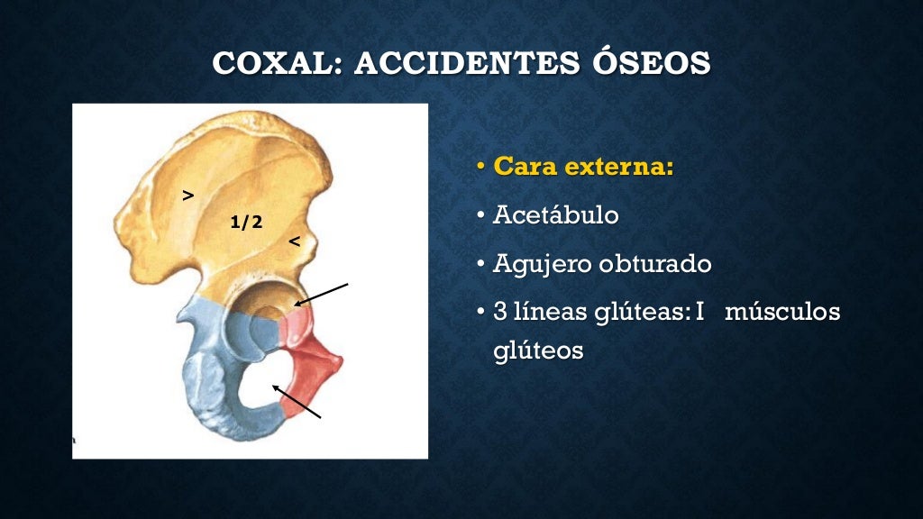 anatomia de piso pelvico, musculo elevador del ano