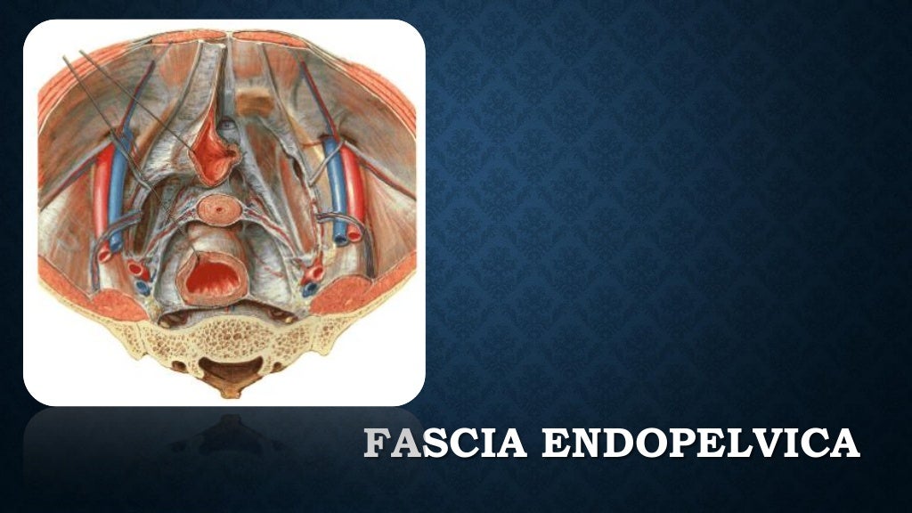 anatomia de piso pelvico, musculo elevador del ano